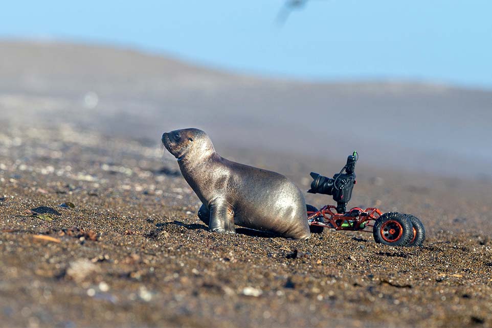 Baby sea lion being followed by a camera mounted on a rover